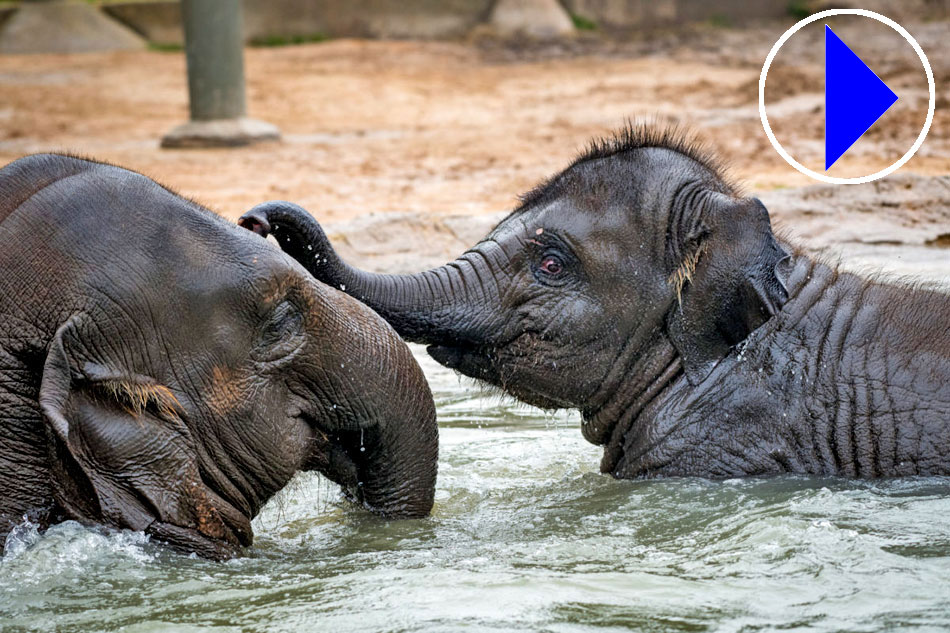 Asian Zoo Elephants playing in water