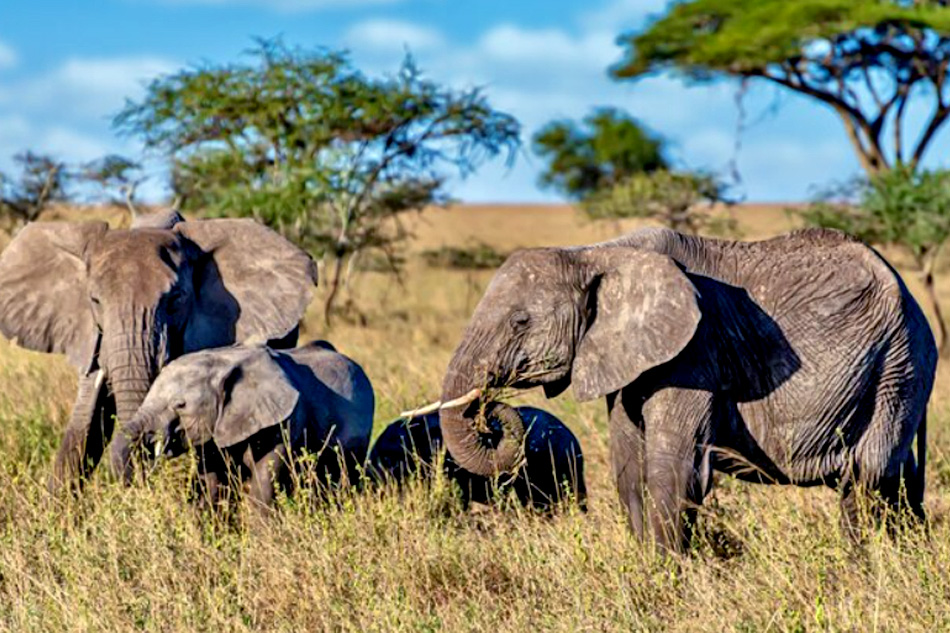 elephants in kenya