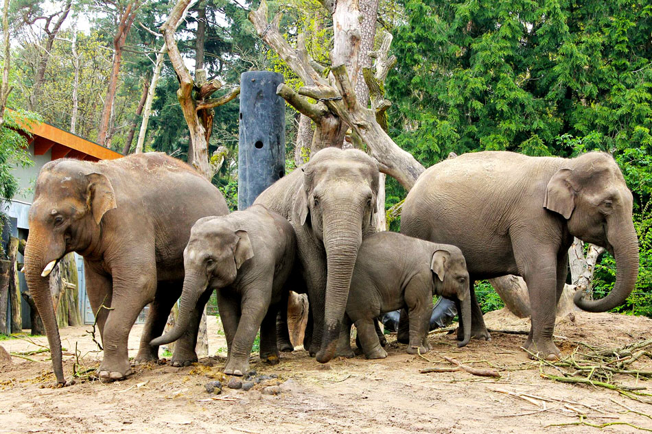 group of asian elephants in a zoo