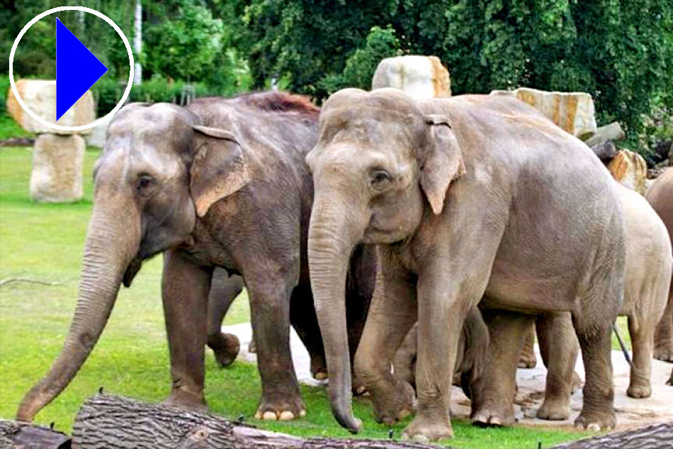 A herd of India elephants