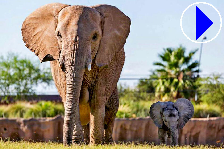 Zoo Afican Elephant with calf