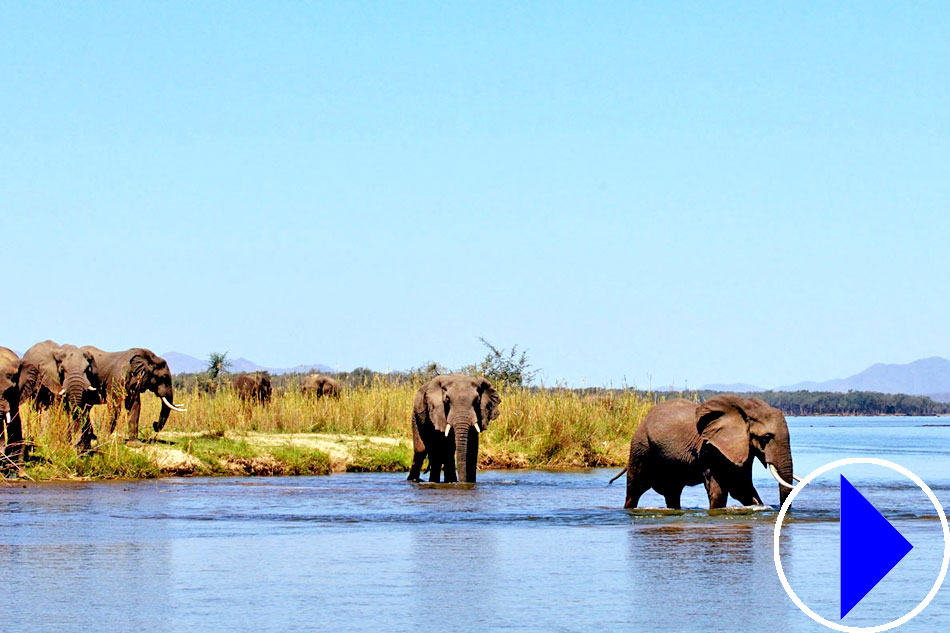elephants crossing river 