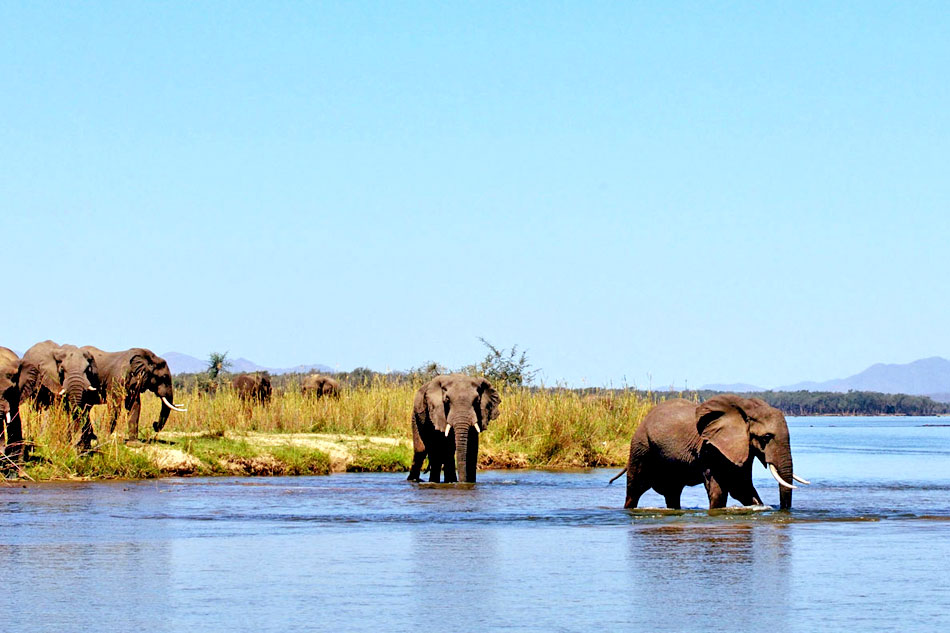 elephants at river