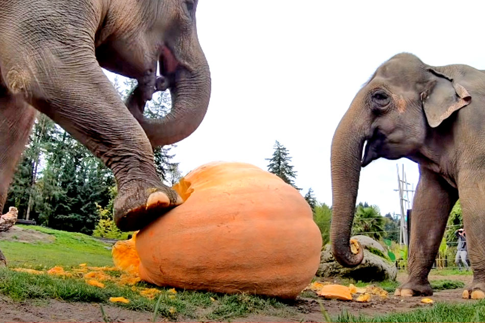 elephants squashing pumpkins