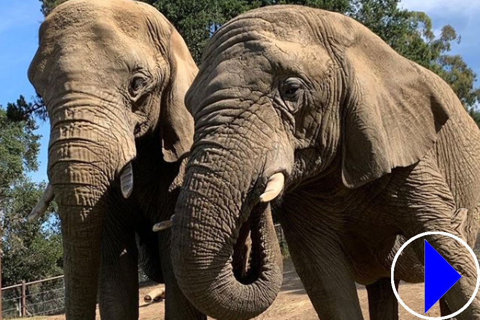 elephants at oakland zoo