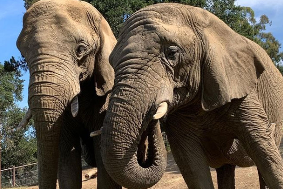 elephants oakland zoo