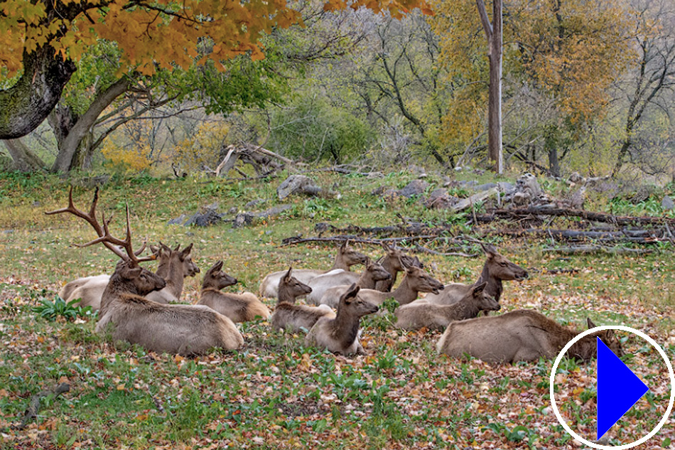 elk in elk view park in gaylord michigan