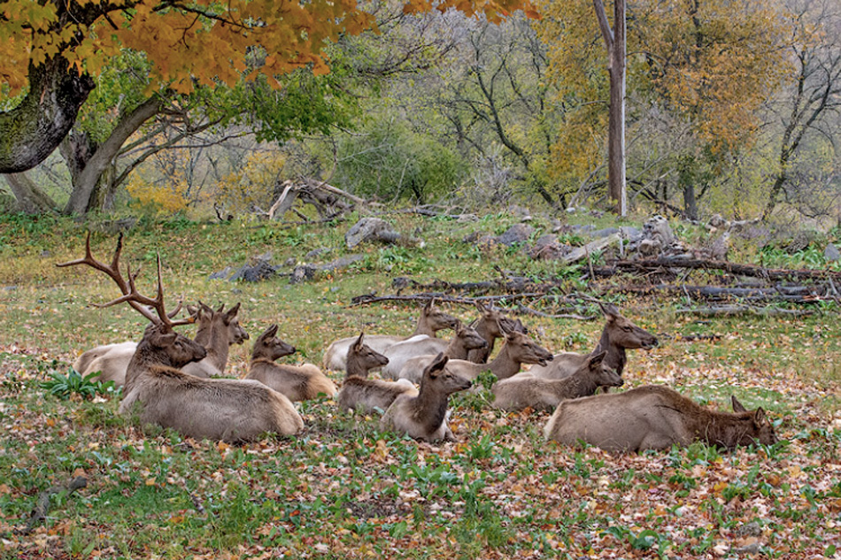 elk view park michigan