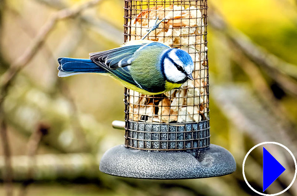 Live Streaming cam Birds at a Bird Feeder The Netherlands