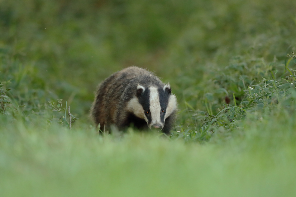 european badger in woods