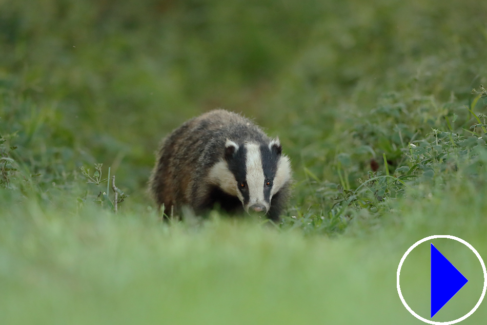 european badger walkin in grass