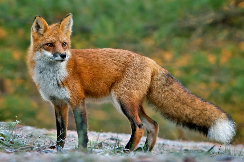 European Fox