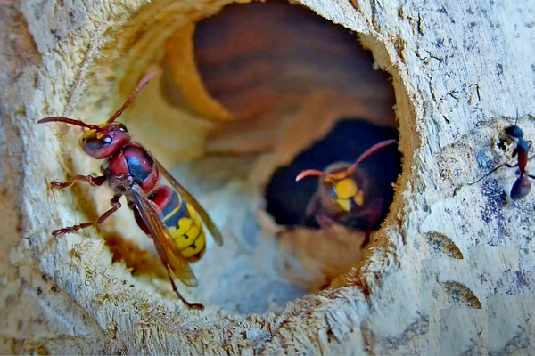european hornet on a nest