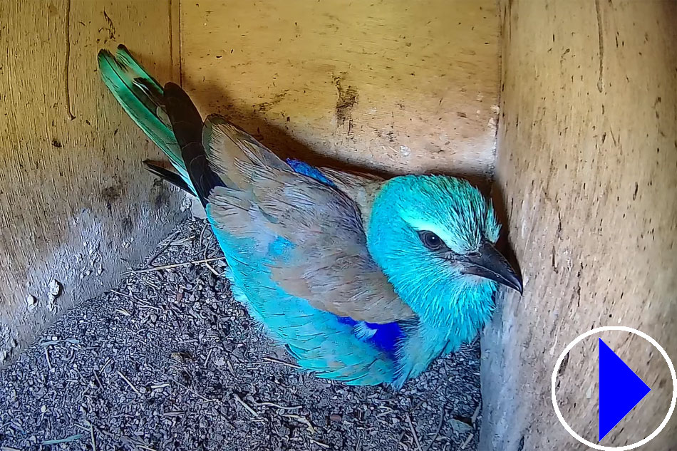 european roller in a nest box