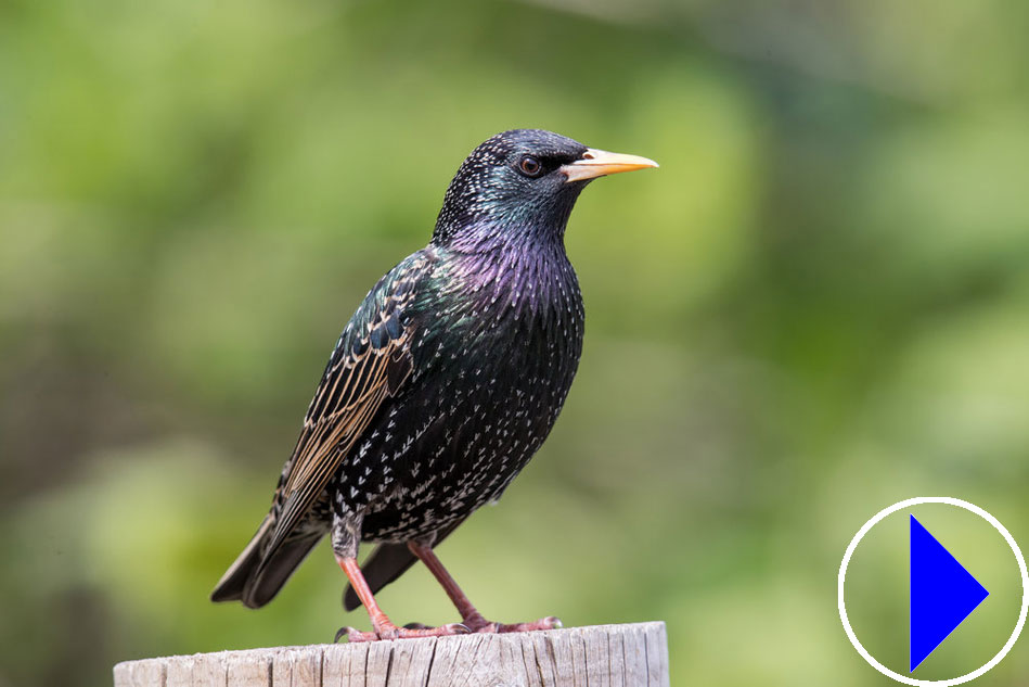 european starling