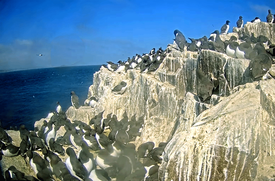 seabirds at farne islands