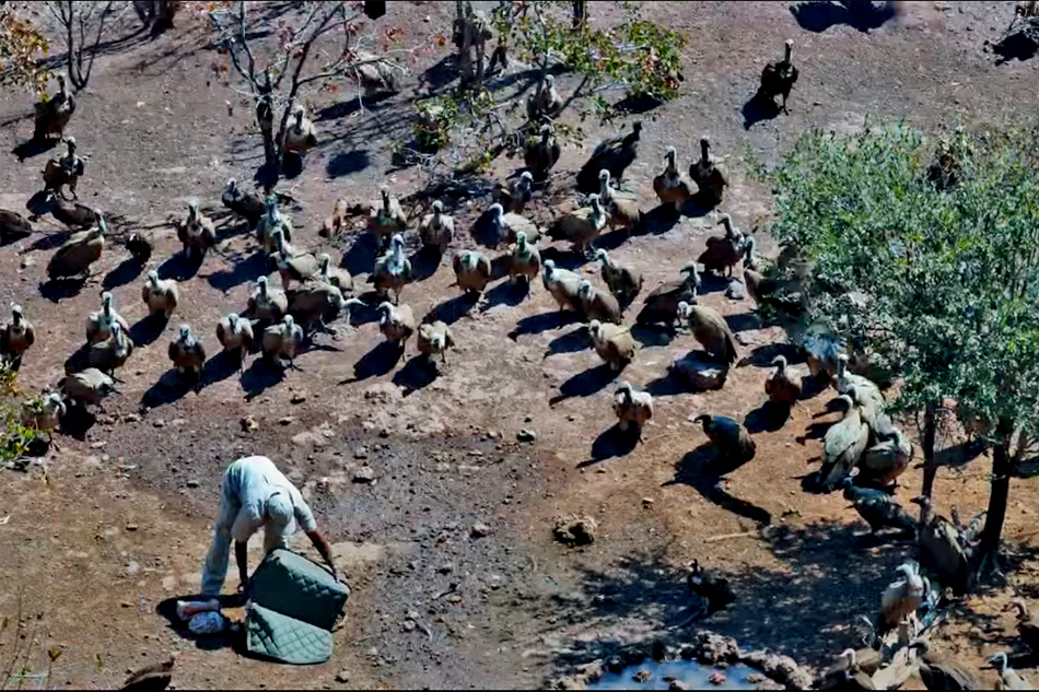 vultures being fed in zimbabwer
