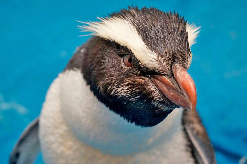 a fiordland penguin 