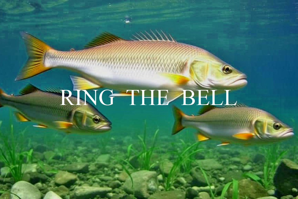 fish in a river