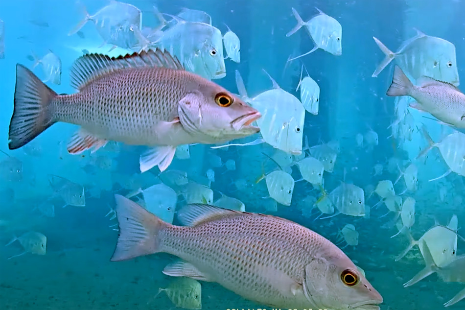 fish at pompano beach