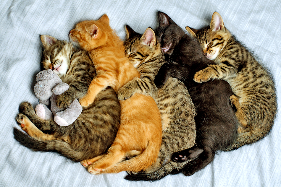 five little kittens cuddling