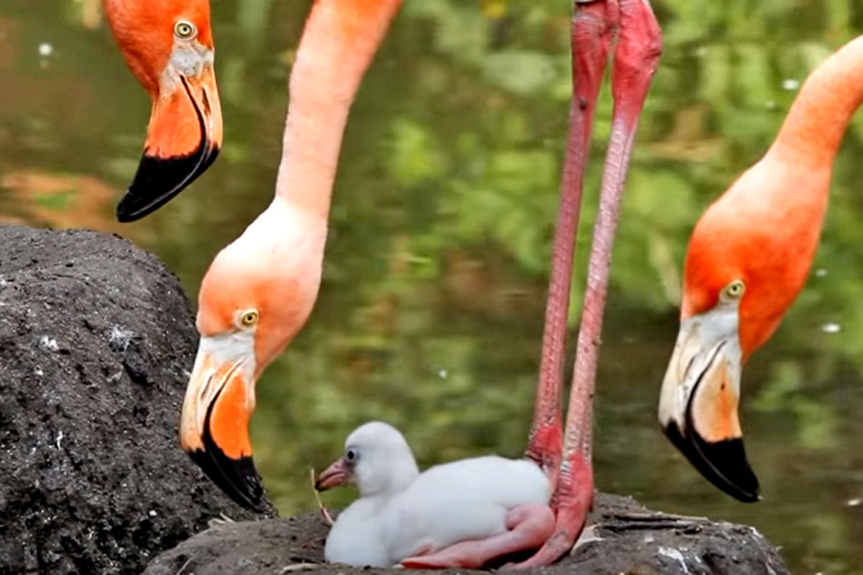 caribbean flamingo chick