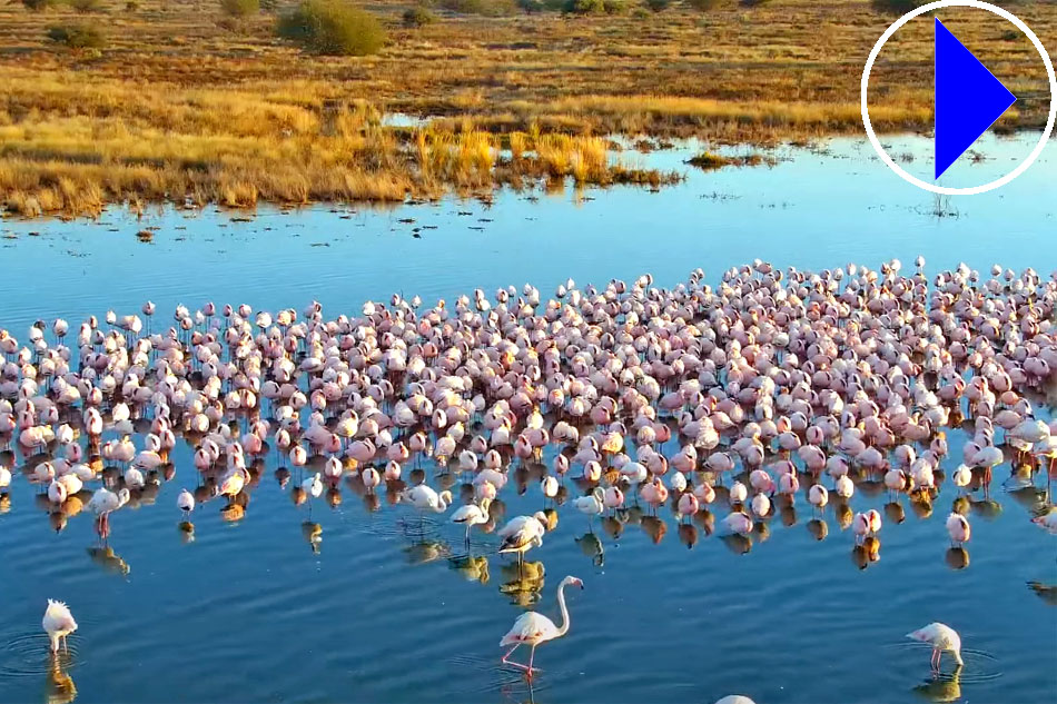 flamingos at kamfers dam