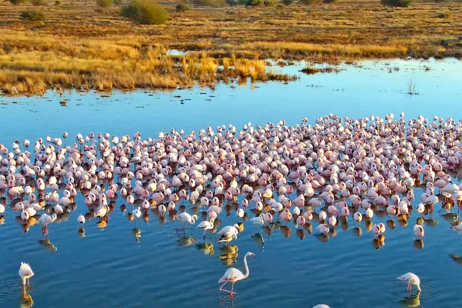 flamingos at kamfers dam
