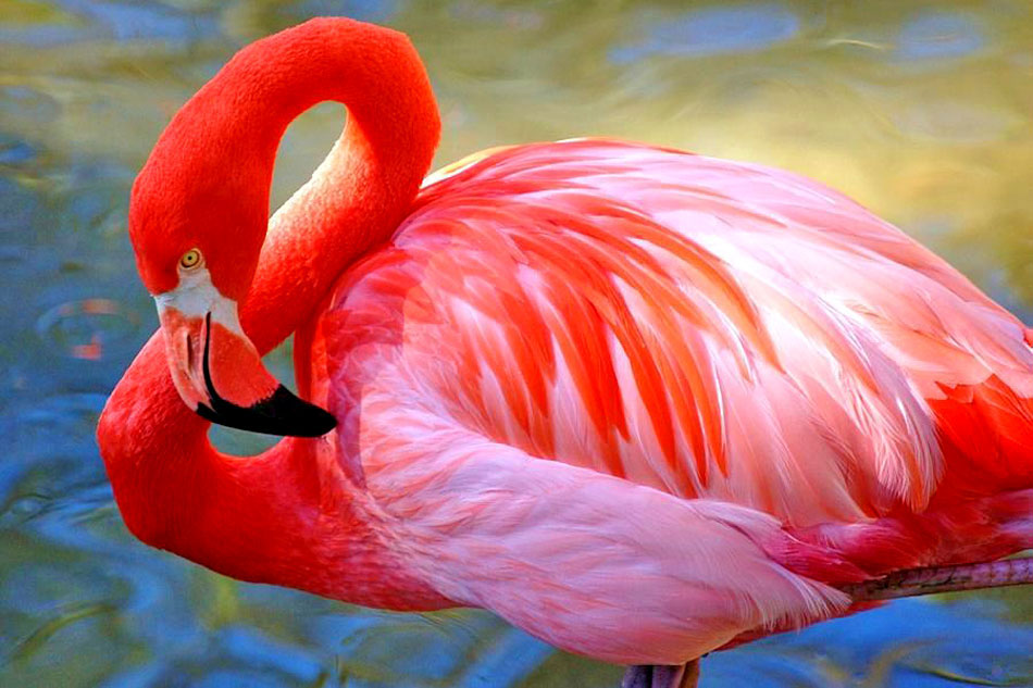 Caribbean Flamingos