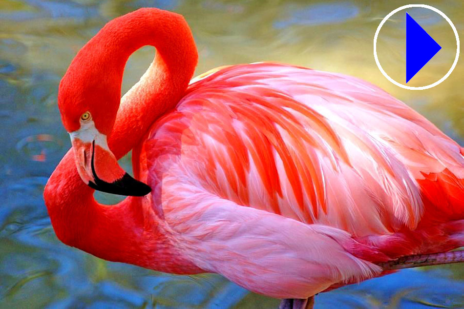 Portrait of American Flamingo