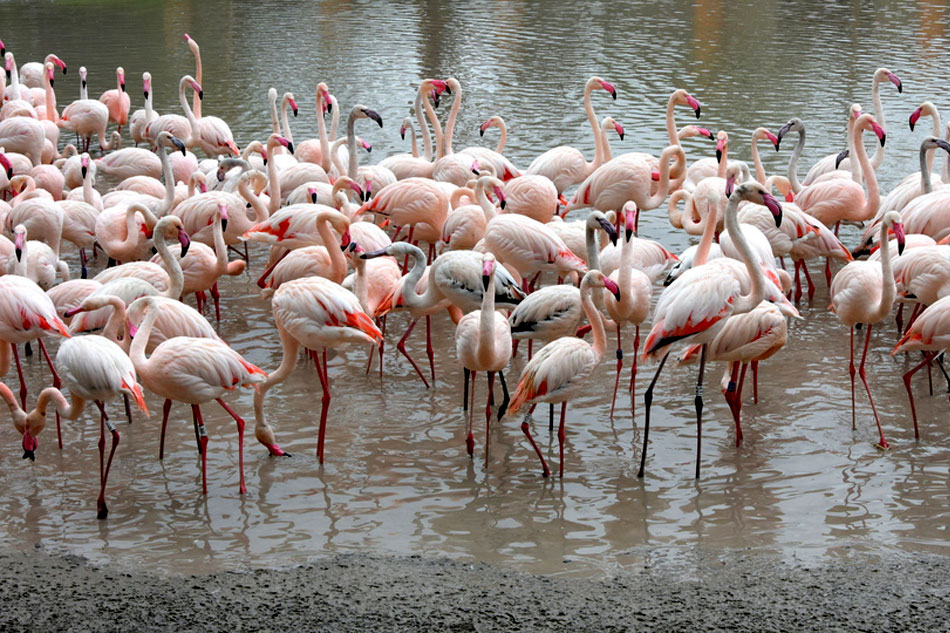 Flamingos at Gaia zoo