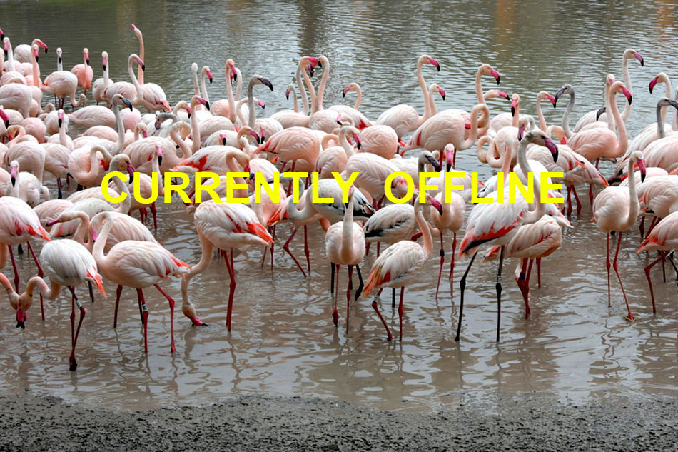 Flamingos at Gaia zoo