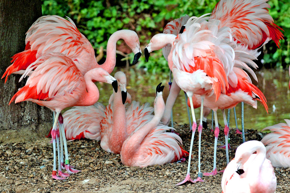 Flamingos at the Paignton Zoo