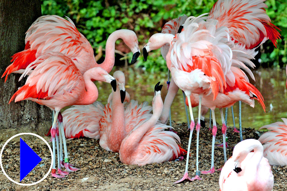 Flamingos at Paignton Zoo