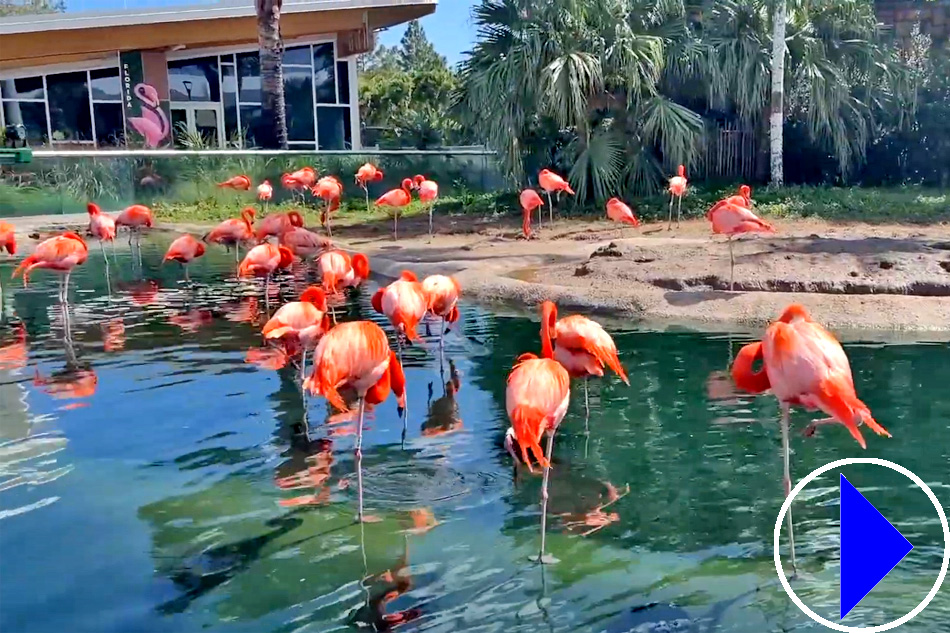 flamingos at zoo miami