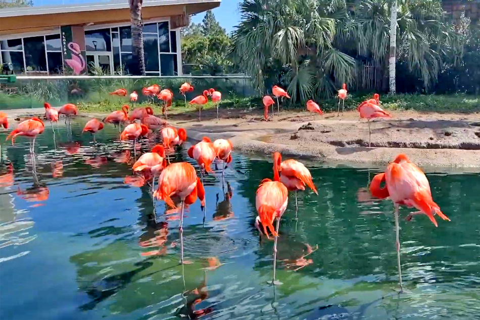 flamingos at zoo miami