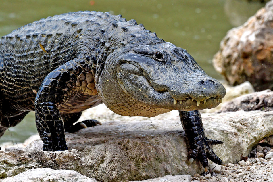 florida alligators