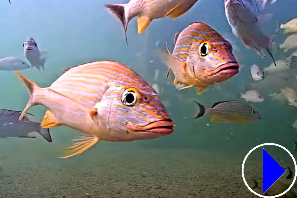 Florida Keys Underwater Fish Cam, Live View