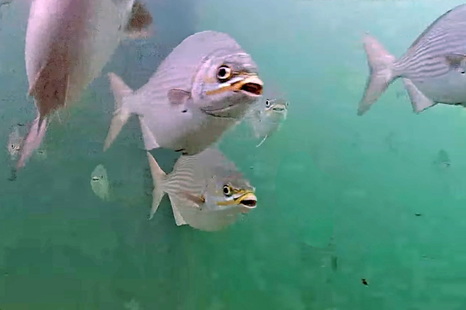 fish in the florida keys