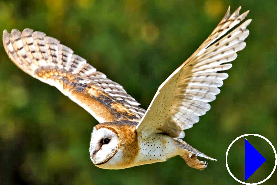 barn owl in flight