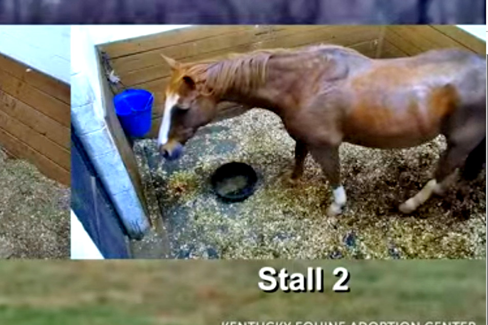 foaling stall at kentucky equine adoption centre