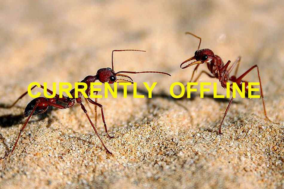 foraging ants