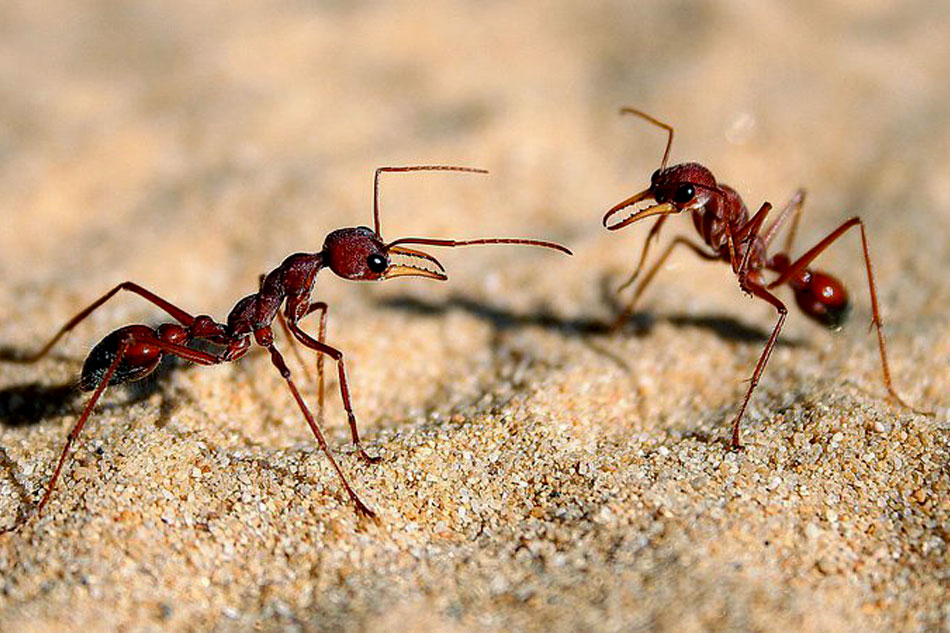 foraging ants