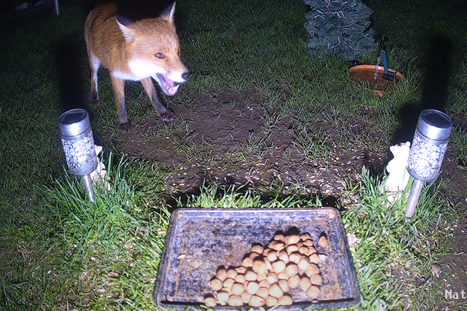 fox visiting a feeder at night