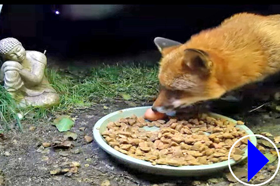 fox feeding at night