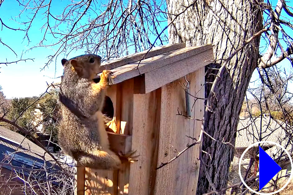 squirrel nesting