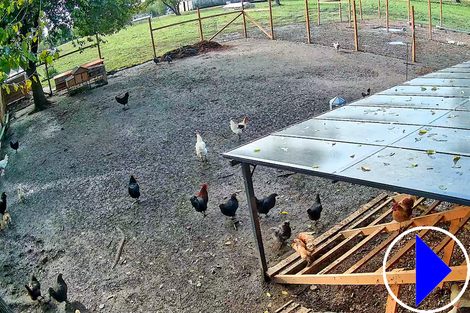 free range hens in new jersey