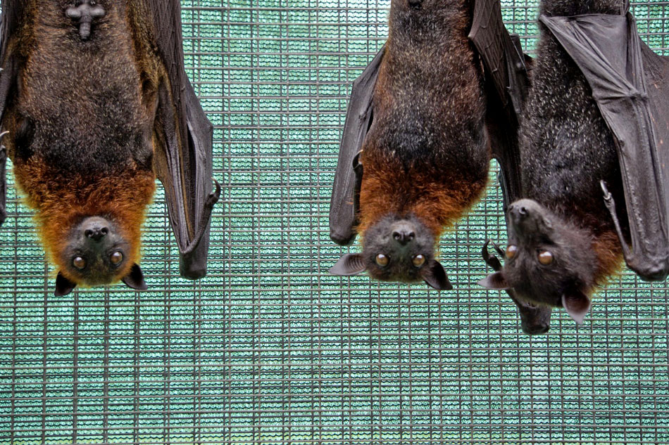 fruit bats hanging