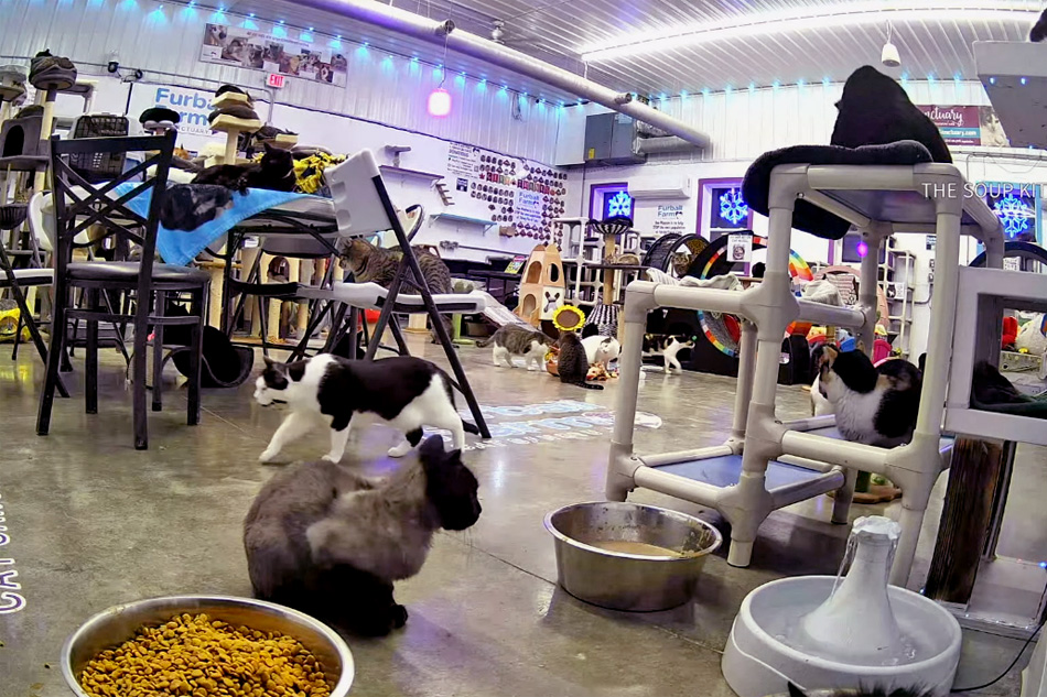 furball farm cat sanctuary 
