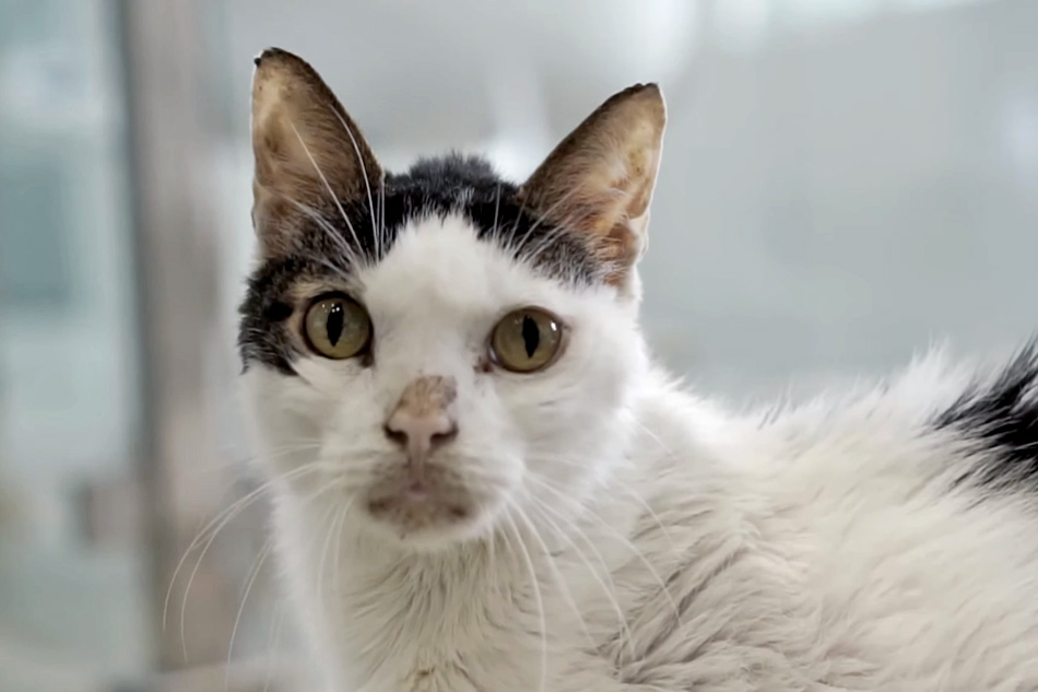 cat at furry friends in florida